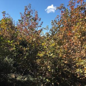 Photo of UNDER CONTRACT!  28 Acres of Residential Hunting Land For Sale in Lunenburg County VA!