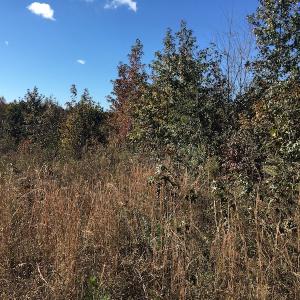 Photo of UNDER CONTRACT!  28 Acres of Residential Hunting Land For Sale in Lunenburg County VA!