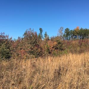 Photo of UNDER CONTRACT!  28 Acres of Residential Hunting Land For Sale in Lunenburg County VA!