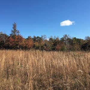 Photo of UNDER CONTRACT!  28 Acres of Residential Hunting Land For Sale in Lunenburg County VA!