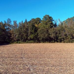 Photo of SOLD!!  18 Acres of Farm and Timber Land For Sale in Robeson County NC!