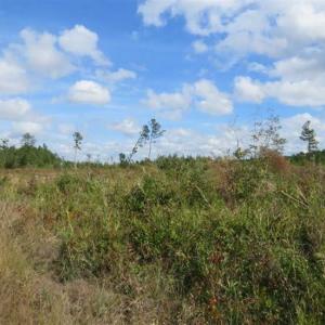 Photo of SOLD!!  209.65 Acres of Hunting and Timber Land For Sale in Columbus County NC!