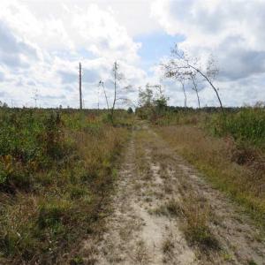 Photo of SOLD!!  209.65 Acres of Hunting and Timber Land For Sale in Columbus County NC!