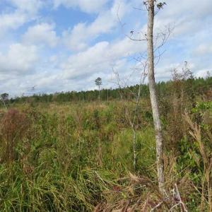 Photo of SOLD!!  209.65 Acres of Hunting and Timber Land For Sale in Columbus County NC!