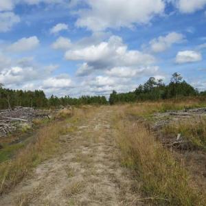 Photo of SOLD!!  209.65 Acres of Hunting and Timber Land For Sale in Columbus County NC!