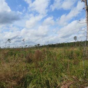 Photo of SOLD!!  209.65 Acres of Hunting and Timber Land For Sale in Columbus County NC!