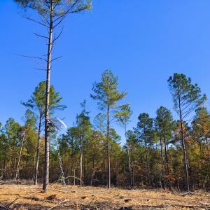 Photo of UNDER CONTRACT!  10.17 Acres of Residential Land For Sale in Lee County NC!