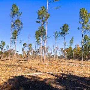 Photo of UNDER CONTRACT!  10.17 Acres of Residential Land For Sale in Lee County NC!