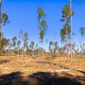 Photo of UNDER CONTRACT!  10.17 Acres of Residential Land For Sale in Lee County NC!