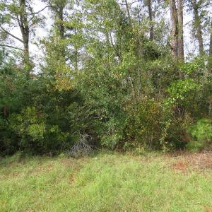 Photo of UNDER CONTRACT!  10 Acres of Hunting and Timber Land for Sale in Columbus County NC!