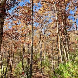 Photo of UNDER CONTRACT!  20.18 Acres of Hunting and Timber Land For Sale in Cherokee County NC!