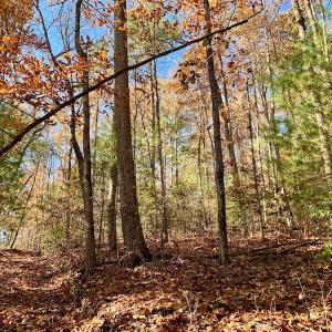 Photo of UNDER CONTRACT!  20.18 Acres of Hunting and Timber Land For Sale in Cherokee County NC!