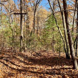 Photo of UNDER CONTRACT!  20.18 Acres of Hunting and Timber Land For Sale in Cherokee County NC!