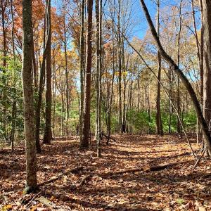 Photo of UNDER CONTRACT!  20.18 Acres of Hunting and Timber Land For Sale in Cherokee County NC!