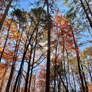 Photo of UNDER CONTRACT!  20.18 Acres of Hunting and Timber Land For Sale in Cherokee County NC!