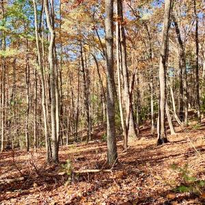 Photo of UNDER CONTRACT!  20.18 Acres of Hunting and Timber Land For Sale in Cherokee County NC!