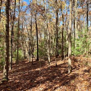 Photo of UNDER CONTRACT!  20.18 Acres of Hunting and Timber Land For Sale in Cherokee County NC!