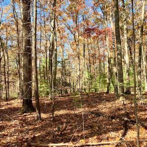 Photo of UNDER CONTRACT!  20.18 Acres of Hunting and Timber Land For Sale in Cherokee County NC!