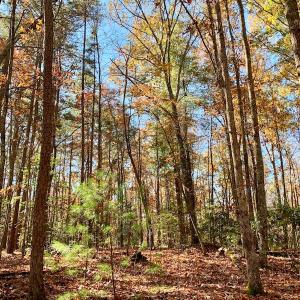 Photo of UNDER CONTRACT!  20.18 Acres of Hunting and Timber Land For Sale in Cherokee County NC!