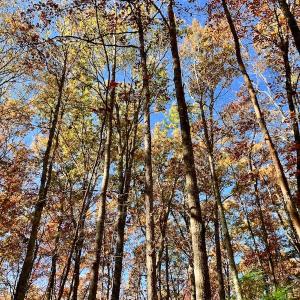 Photo of UNDER CONTRACT!  20.18 Acres of Hunting and Timber Land For Sale in Cherokee County NC!
