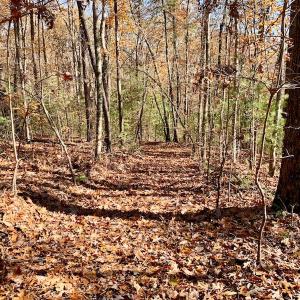 Photo of UNDER CONTRACT!  20.18 Acres of Hunting and Timber Land For Sale in Cherokee County NC!