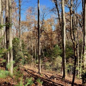 Photo of UNDER CONTRACT!  20.18 Acres of Hunting and Timber Land For Sale in Cherokee County NC!