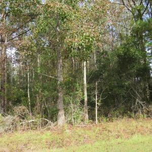 Photo of UNDER CONTRACT!  30.6 Acres of Hunting and Timber Land For Sale in Columbus County NC!