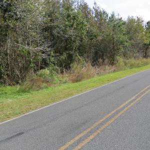 Photo of UNDER CONTRACT!  30.6 Acres of Hunting and Timber Land For Sale in Columbus County NC!