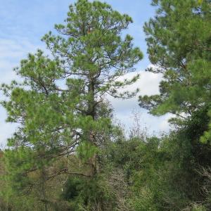Photo of UNDER CONTRACT!  30.6 Acres of Hunting and Timber Land For Sale in Columbus County NC!