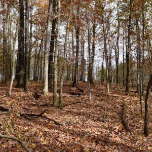 Photo of UNDER CONTRACT!  40 Acres of Recreational and Residential Land for Sale in Botetourt County VA!