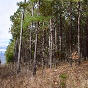 Photo of UNDER CONTRACT!  40 Acres of Recreational and Residential Land for Sale in Botetourt County VA!