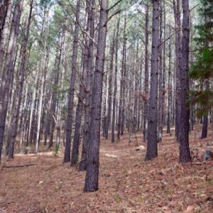 Photo of UNDER CONTRACT!  40 Acres of Recreational and Residential Land for Sale in Botetourt County VA!