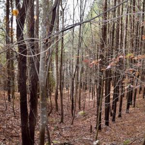 Photo of UNDER CONTRACT!  40 Acres of Recreational and Residential Land for Sale in Botetourt County VA!