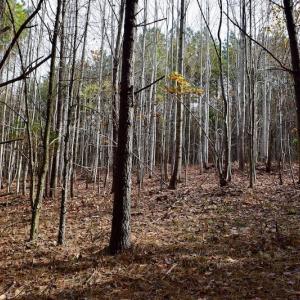 Photo of UNDER CONTRACT!  40 Acres of Recreational and Residential Land for Sale in Botetourt County VA!