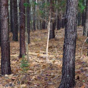 Photo of UNDER CONTRACT!  40 Acres of Recreational and Residential Land for Sale in Botetourt County VA!