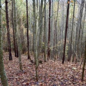 Photo of UNDER CONTRACT!  40 Acres of Recreational and Residential Land for Sale in Botetourt County VA!