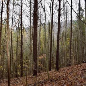 Photo of UNDER CONTRACT!  40 Acres of Recreational and Residential Land for Sale in Botetourt County VA!
