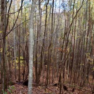 Photo of UNDER CONTRACT!  40 Acres of Recreational and Residential Land for Sale in Botetourt County VA!