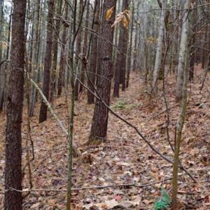 Photo of UNDER CONTRACT!  40 Acres of Recreational and Residential Land for Sale in Botetourt County VA!