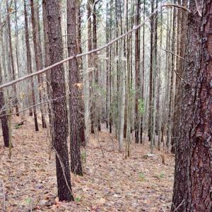 Photo of UNDER CONTRACT!  40 Acres of Recreational and Residential Land for Sale in Botetourt County VA!