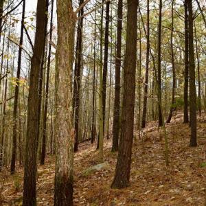 Photo of UNDER CONTRACT!  40 Acres of Recreational and Residential Land for Sale in Botetourt County VA!