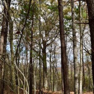 Photo of UNDER CONTRACT!  40 Acres of Recreational and Residential Land for Sale in Botetourt County VA!