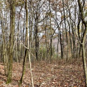 Photo of UNDER CONTRACT!  40 Acres of Recreational and Residential Land for Sale in Botetourt County VA!