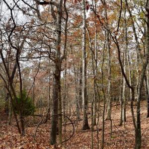 Photo of UNDER CONTRACT!  40 Acres of Recreational and Residential Land for Sale in Botetourt County VA!