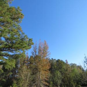 Photo of UNDER CONTRACT!  8 Acres of Hunting Land For Sale in Robeson County NC!
