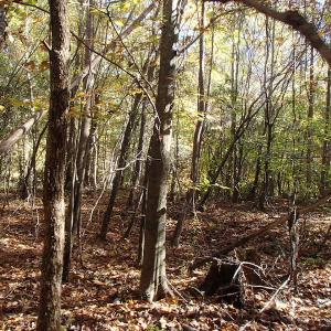 Photo of UNDER CONTRACT!  11.77 Acres of Water Front Land For Sale in Nash County NC!