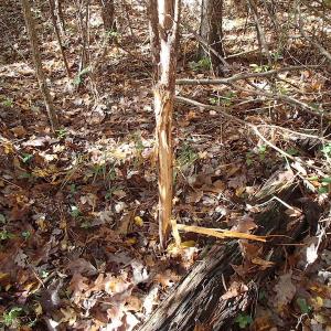Photo of UNDER CONTRACT!  11.77 Acres of Water Front Land For Sale in Nash County NC!