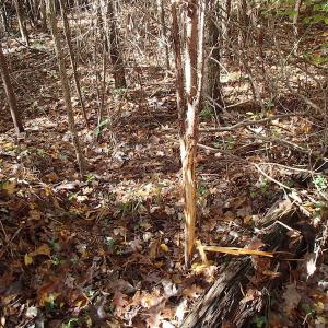 Photo of UNDER CONTRACT!  11.77 Acres of Water Front Land For Sale in Nash County NC!