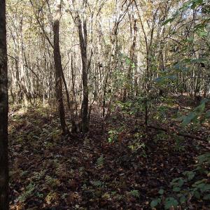 Photo of UNDER CONTRACT!  11.77 Acres of Water Front Land For Sale in Nash County NC!