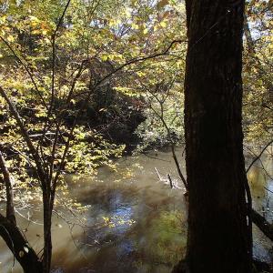 Photo of UNDER CONTRACT!  11.77 Acres of Water Front Land For Sale in Nash County NC!